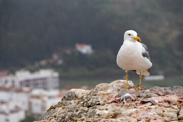 seagull on the beach in Nazarè. Portugal, with Sea on the Background in 16:9