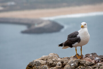 seagull on the beach in Nazar&egrave;. Portugal, with Sea on the Background in 16:9