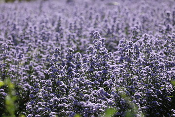 soft focused Lavender flowers at sunset Blooming Violet fragrant lavender flower summer landscape Growing Lavender, harvest, perfume ingredient, aromatherapy Lavender field, copy space