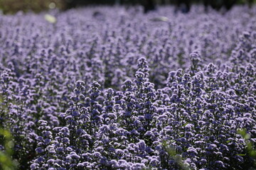 soft focused Lavender flowers at sunset Blooming Violet fragrant lavender flower summer landscape Growing Lavender, harvest, perfume ingredient, aromatherapy Lavender field, copy space