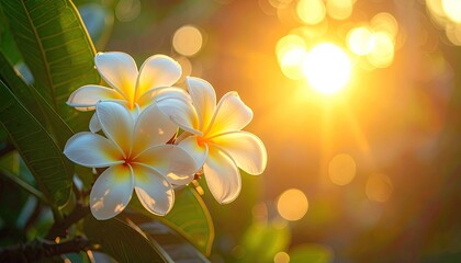 Delicate white Plumeria flowers with yellow centers glow in warm golden sunlight with soft bokeh background during sunrise or sunset