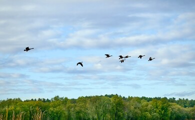 A flock of migrating geese flies in a distinct V-formation against a blue and white cloudy autumn sky over the vibrant green treeline of Great Meadows in Massachusetts.