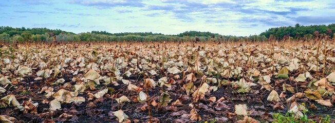 Wide angle view of dried lily pads, against green, forested hills