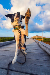 Z psem rasy Border Collie na jesiennym spacerze w polskich górach - Karkonosze - Karkonoski Park Narodowy - Równia Pod Śnieżką, na pograniczu Polski i Czech. © krzys ser
