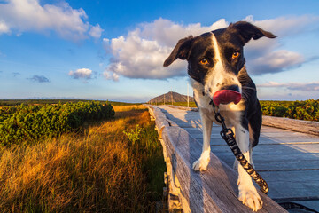 Z psem rasy Border Collie na jesiennym spacerze w polskich górach - Karkonosze - Karkonoski Park Narodowy - Równia Pod Śnieżką, na pograniczu Polski i Czech. © krzys ser