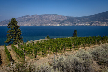 Scenic image of a vineyard with Lake Okanagan in the background and mountains in the distance on a sunny day.