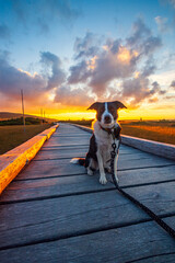 Z psem rasy Border Collie na jesiennym spacerze w polskich górach - Karkonosze - Karkonoski Park Narodowy - Równia Pod Śnieżką, na pograniczu Polski i Czech. © krzys ser