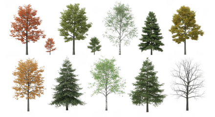 Tree isolated on transparent background