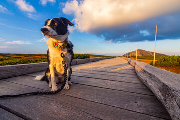 Z psem rasy Border Collie na jesiennym spacerze w polskich górach - Karkonosze - Karkonoski Park Narodowy - Równia Pod Śnieżką, na pograniczu Polski i Czech. © krzys ser