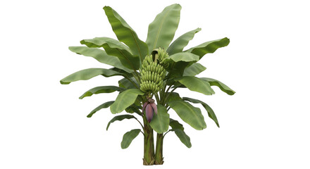 Banana plant isolated on transparent background