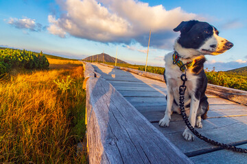 Z psem rasy Border Collie na jesiennym spacerze w polskich górach - Karkonosze - Karkonoski Park Narodowy - Równia Pod Śnieżką, na pograniczu Polski i Czech. © krzys ser