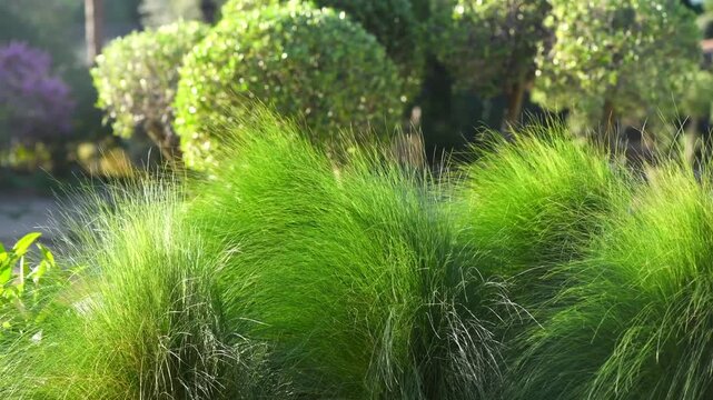 Modern garden art design, Nassella tenuissima green grass in foreground. Fashion summer mediterranean garden with grass and trees, various plants. Beautiful garden design
