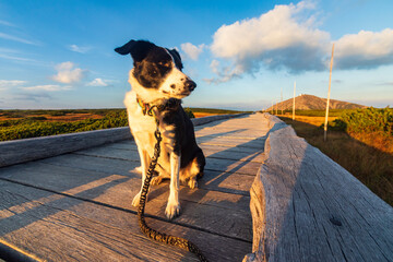 Z psem rasy Border Collie na jesiennym spacerze w polskich górach - Karkonosze - Karkonoski Park Narodowy - Równia Pod Śnieżką, na pograniczu Polski i Czech. © krzys ser