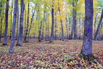 autumn in the forest