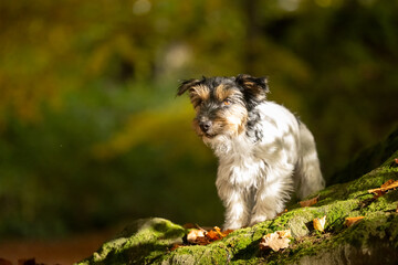 Fototapete bei efototapeten.de bestellen   