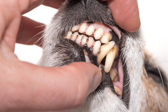dog teeth of jack russell terrier. Broken tooth with exposed root canal and caries.
