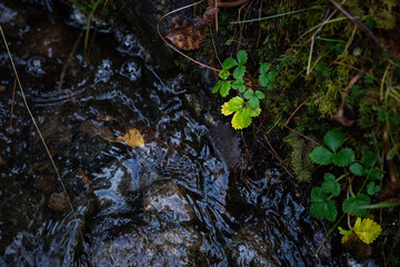 Green leaf by stream in forest