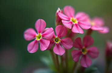 Fototapeta premium Close up detail of beautiful pink sorrel flowers with bright yellow centers. Delicate petals blossom in natural sunlight outdoors. Vibrant Oxalis tetraphylla plant blooms, showing fresh green stems.