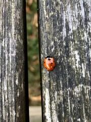 Fototapeta premium ladybug on a tree