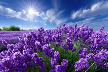 Fototapeta premium Lavender field blooms under a bright sun in a vibrant landscape during daytime
