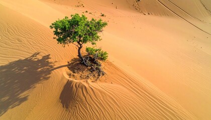 Lone green tree casts a long shadow on golden desert sand dunes with wind patterns and animal tracks