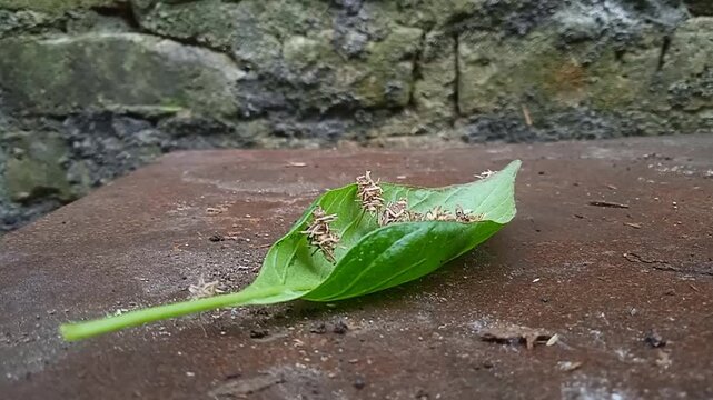 bagworm moths (psychidae)