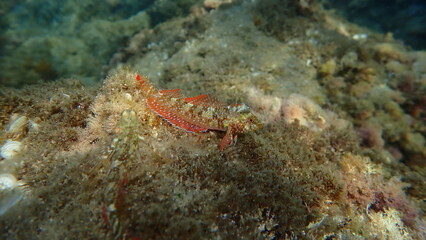 Red-black triplefin (Tripterygion tripteronotum) undersea, Ligurian Sea, Italy, Imperia