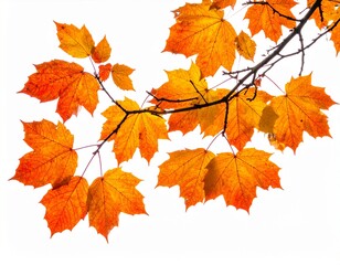 Autumn leaves on a tree branch, vibrant colors, fall season, nature photography.