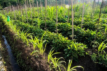 Rows of lush green plants growing in a field on a sunny day outdoors