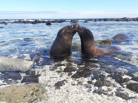 seal on the beach