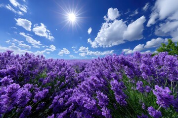 Fototapeta premium Lavender field under bright sun with fluffy clouds on a clear blue sky