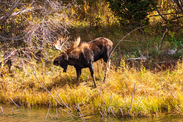 A male moose (Alces alces) stands near a riverbank in Grand Teton National Park. Its large, impressive antlers are prominent as it grazes on the grass. 