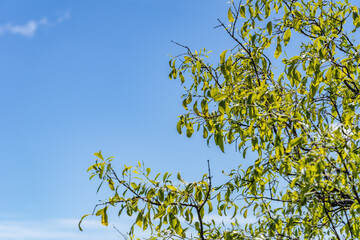 Santalum album is a small tropical tree, and the traditional source of sandalwood oil. white...