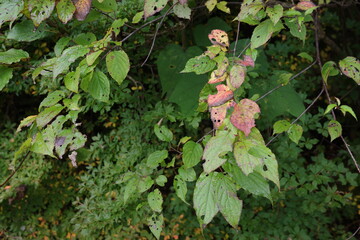 秋、紅葉し始めたウツギの葉。