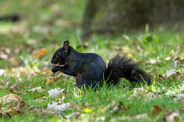 Black morph Eastern grey squirrel (Sciurus carolinensis) spotted in Central Park New York – common in north-eastern USA
