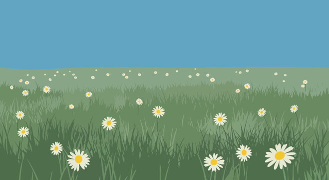 Scenic daisies field and serene blue sky, evokes tranquility and countryside charm