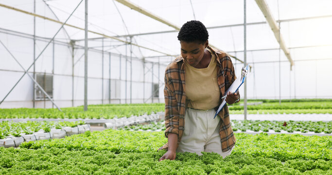 Black woman, agriculture and greenhouse with plant production for harvest, crops or food. Female person, farmer or monitoring natural growth for sustainability, conservation or agro business in farm - Powered by Adobe