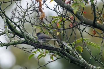 Dark-eyed junco (Junco hyemalis) spotted in Central Park New York city park urban winter grounds