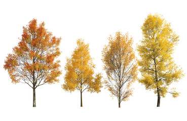 Naklejka premium A collection of four autumn trees with diverse foliage colors, including yellow and orange hues, isolated on a pure transparent background for easy use