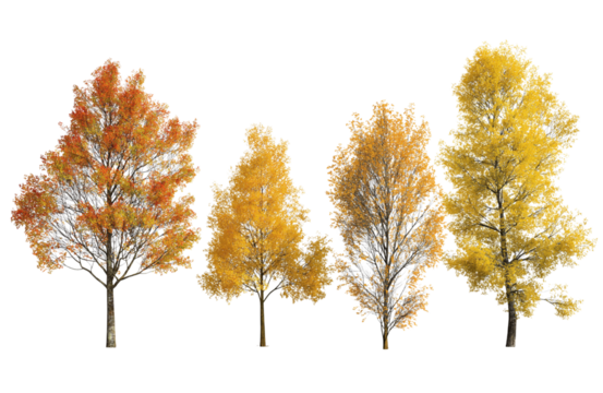 A collection of four autumn trees with diverse foliage colors, including yellow and orange hues, isolated on a pure transparent background for easy use