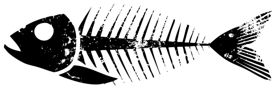 Fish skeleton illustrates decay in a marine environment