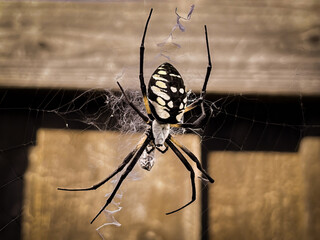 Yellow Garden Spider with Prey