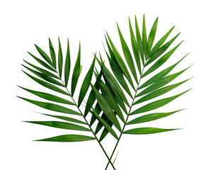 Two crossed vibrant palm fronds on black background