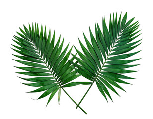 Two lush palm fronds, crisscrossed