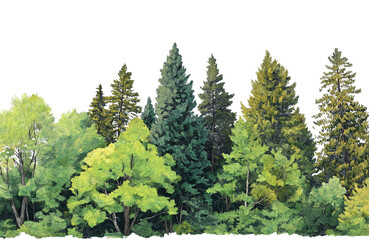 Fototapeta premium A diverse collection of evergreen and deciduous trees forming a dense forest edge, isolated on transparent background