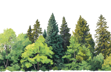 A diverse collection of evergreen and deciduous trees forming a dense forest edge, isolated on transparent background