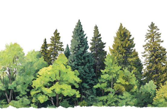 A diverse collection of evergreen and deciduous trees forming a dense forest edge, isolated on transparent background
