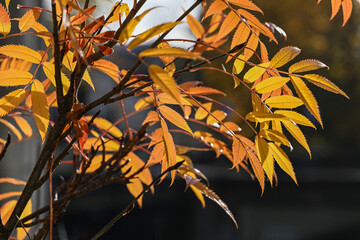 Close-up of a small Rowan tree with rowan berries in early November in Norrköping, Sweden