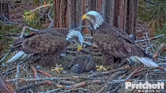 Eagles caring for eaglet in nest near tree, wildlife, conservation, educational, stock