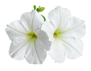 Two white petunias, petals open, centered on black